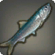 Anchois limséen