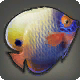 Poisson ange