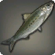 Sardine sabre