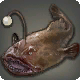 Poisson lanterne