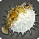 Poisson porc-épic