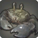 Crabe de vase
