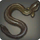 Anguille noire